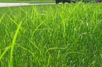nutsedge.jpg