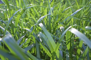 Tall Fescue Grass Blades